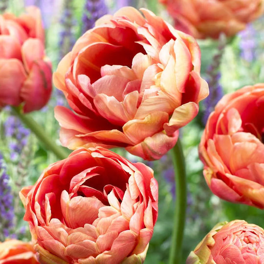 Tulip Copper Image 10-pack