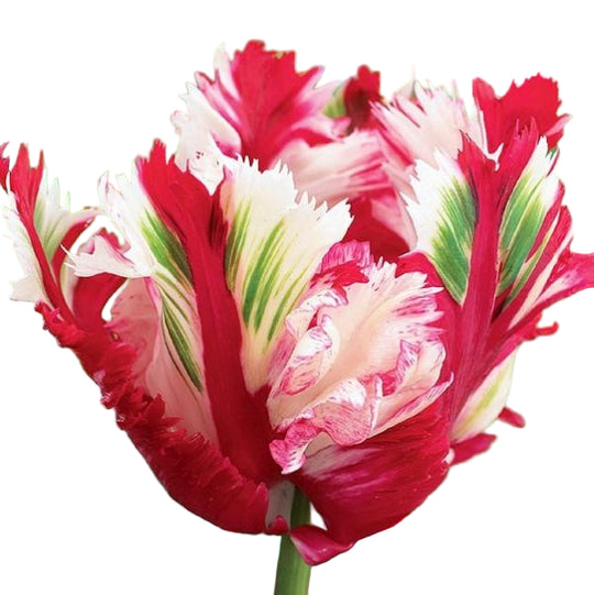 Tulip Estella Rijnveld