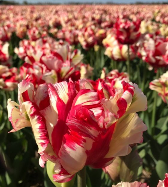 Tulip Estella Rijnveld