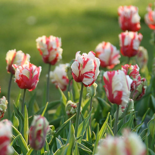 Tulip Estella Rijnveld