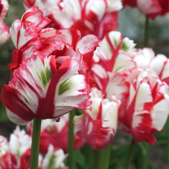 Tulip Estella Rijnveld