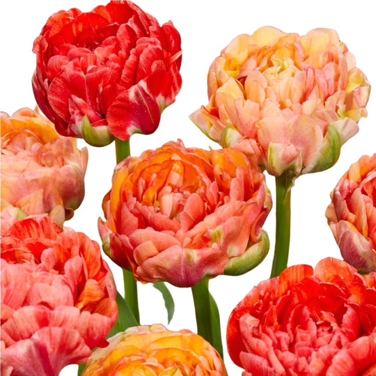 Tulip Double Gudoshnik 10-pack