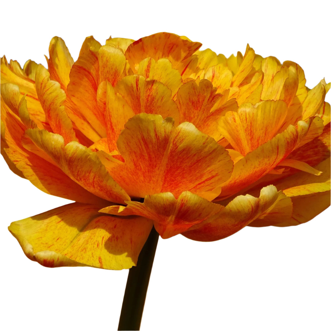 Tulip Double Gudoshnik 10-pack