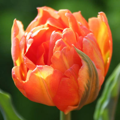 Tulip Monte Orange 10-pack