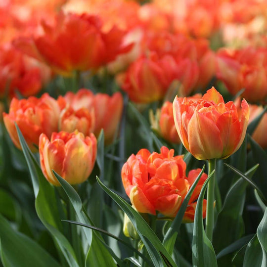 Tulip Monte Orange 10-pack