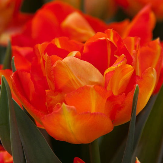 Tulip Monte Orange 10-pack