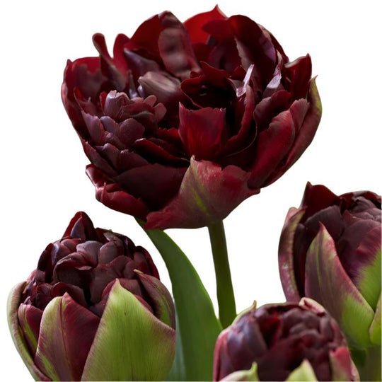 Tulip Palmyra 10-pack