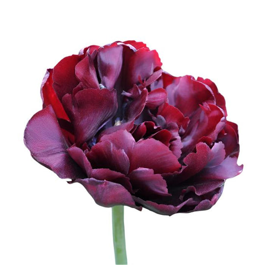 Tulip Palmyra 10-pack