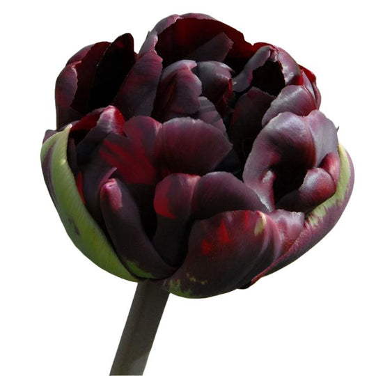 Tulip Palmyra 10-pack