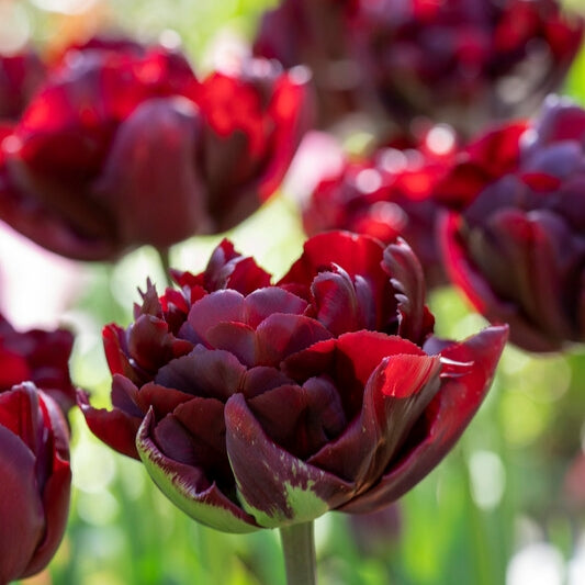 Tulip Palmyra 10-pack