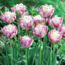 Tulip Sweet Desire 10-pack
