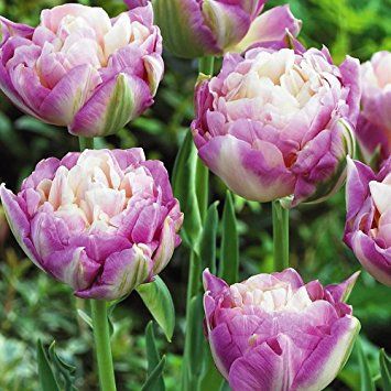 Tulip Sweet Desire 10-pack