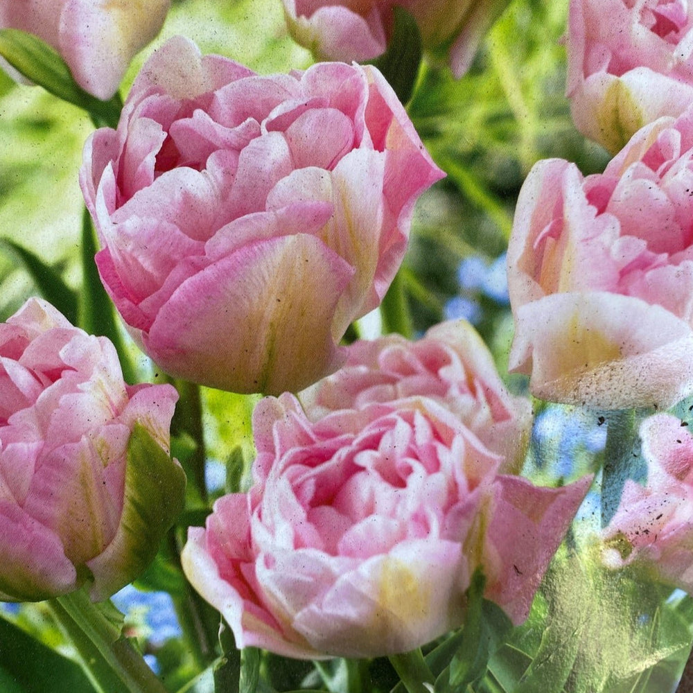 Tulip Sweet Desire 10-pack