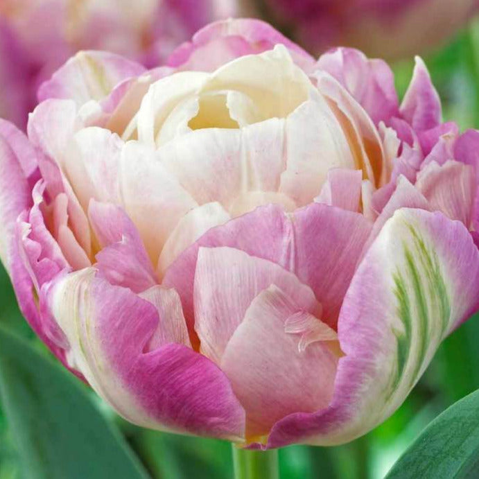 Tulip Sweet Desire 10-pack
