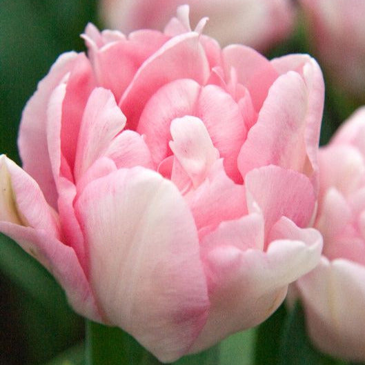 Tulip Foxtrot 10-pack