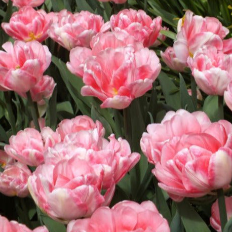 Tulip Foxtrot 10-pack