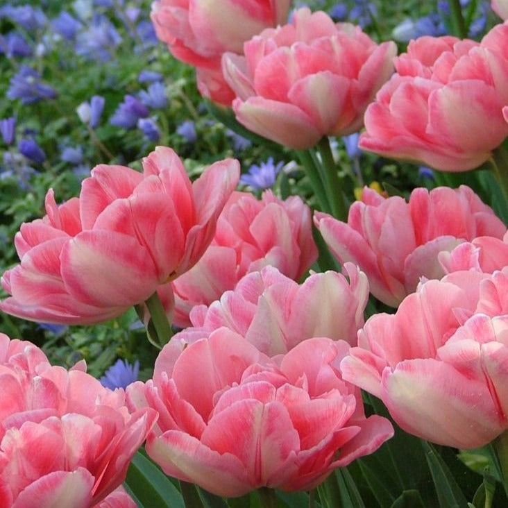 Tulip Foxtrot 10-pack