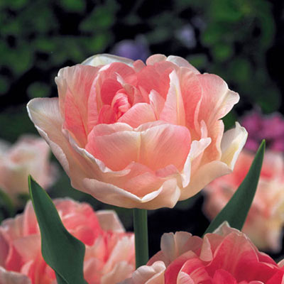 Tulip Angelique 10-pack